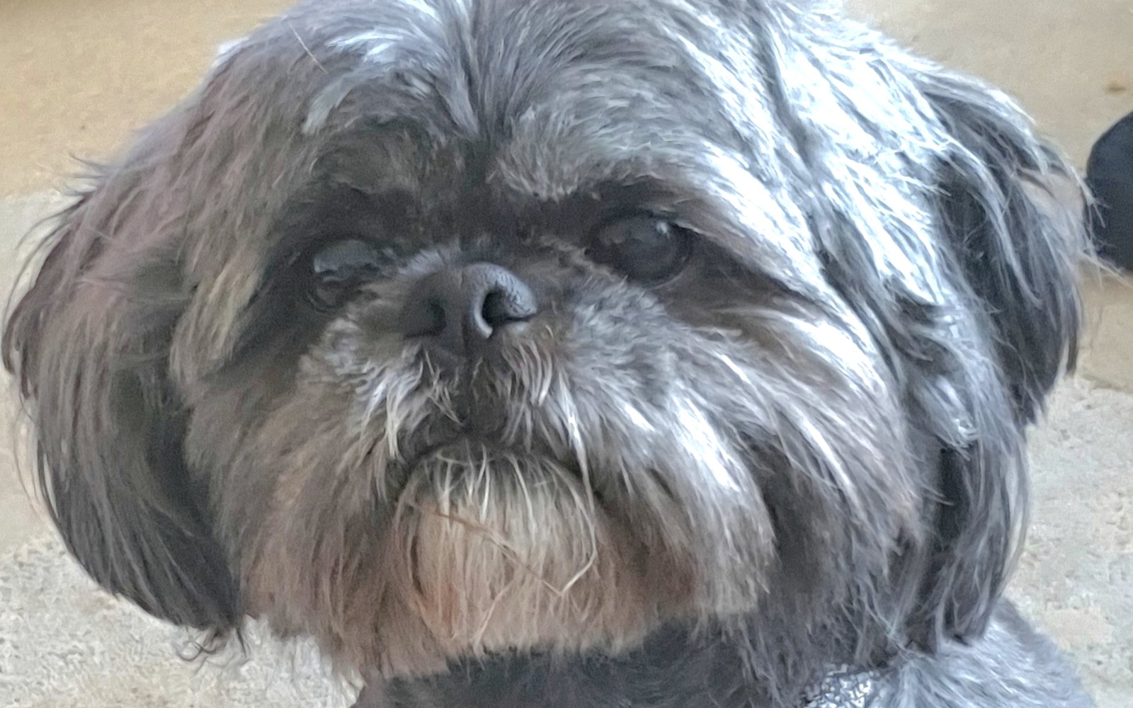Close-up portrait of Richard's dog